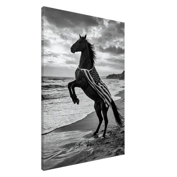 American Black Horse